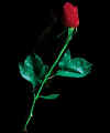 vampirerose.jpg (13992 byte)